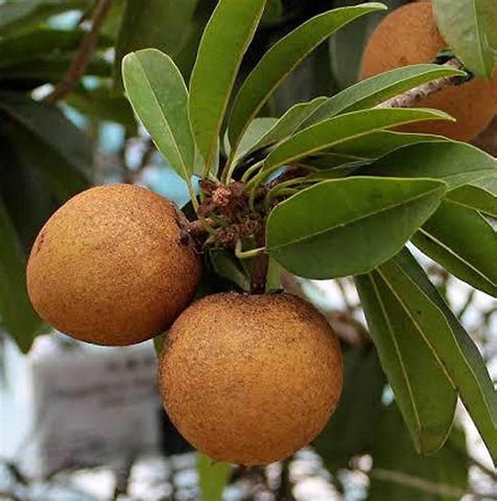 Hybride Cricket Ball Chiku Plant Featured Image
