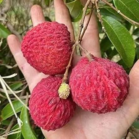 Bombai Litchi Plant Featured Image
