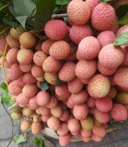 Mojaffarpur Litchi Plant Featured Image