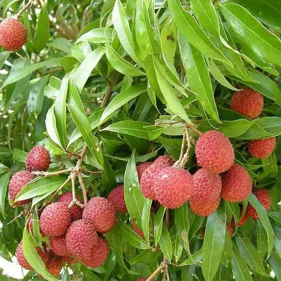 China 3 Litchi Plant Featured Image
