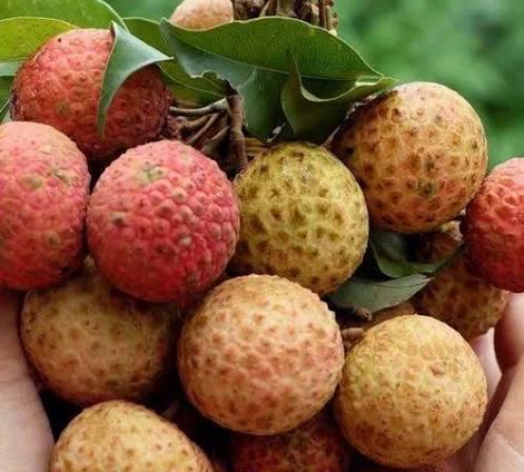 China 3 Litchi Plant Featured Image