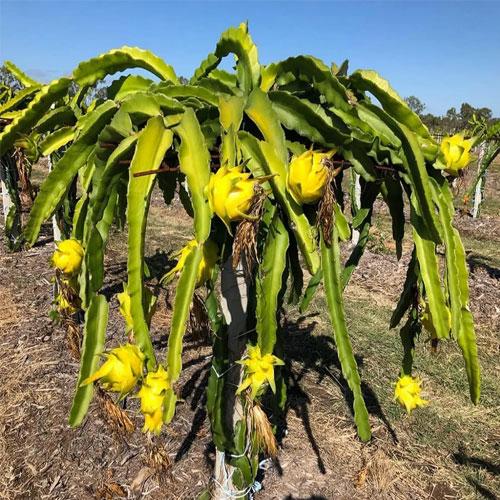 Yellow Dragon Fruit Plant Featured Image