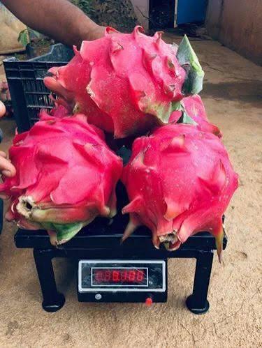 Jambo Red Dragon Fruit Plant Featured Image