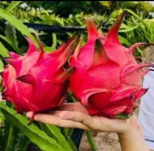 Jambo Red Dragon Fruit Plant Featured Image