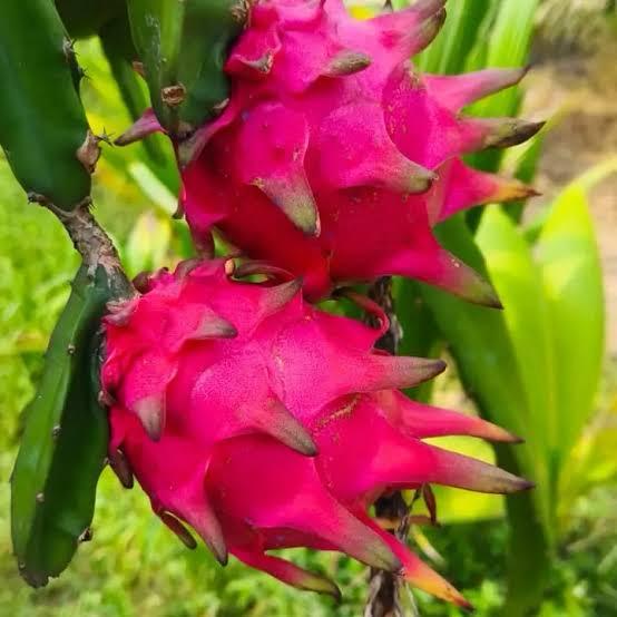 Red Dragon Fruit Plant Featured Image