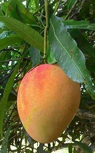 Alphonso Mango Plant Featured Image