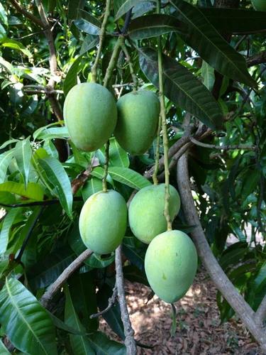 Keshar Mango Plant Featured Image