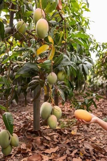 Keshar Mango Plant Featured Image