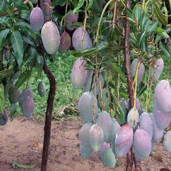 Pusa Shrestha Mango Plant Featured Image