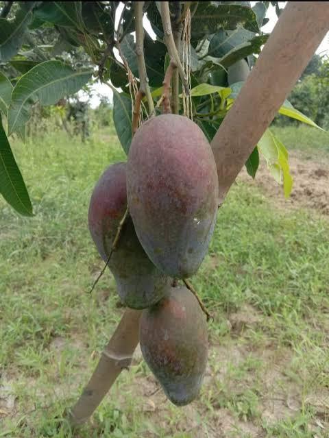 Pusa Pritambar Mango Plant Featured Image