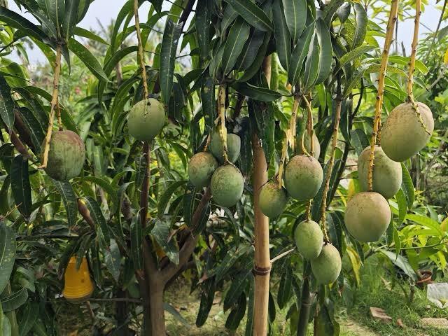 Pusa Suriya Mango Plant Featured Image