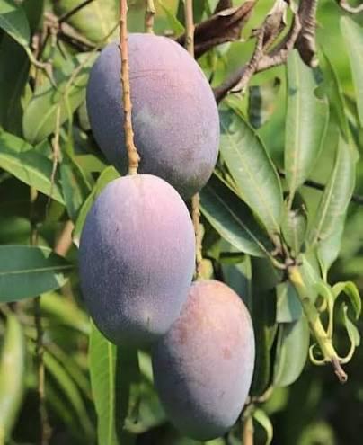 Ambika Mango Plant Featured Image