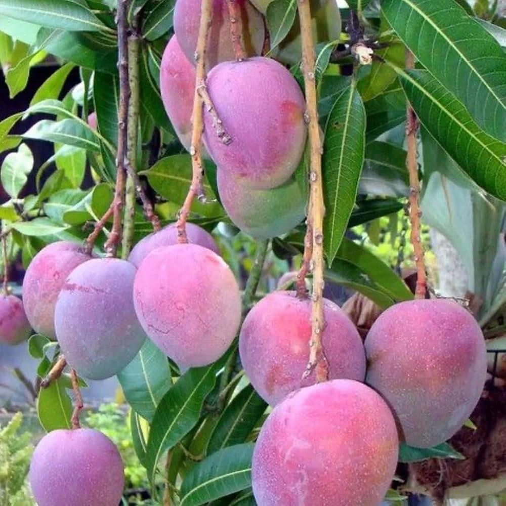 Pusa Arunika Mango Plant Featured Image