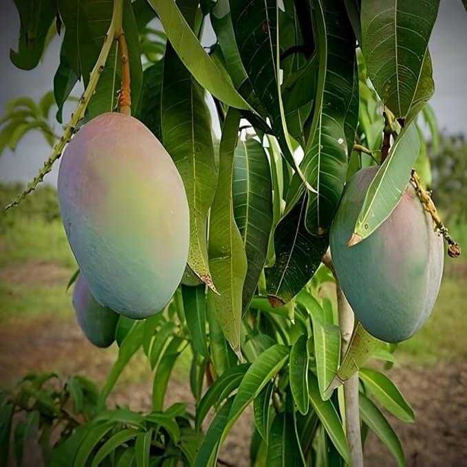Pusa Arunima Mango Plant Featured Image
