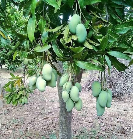 Amropali Mango Plant Featured Image
