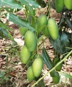 Dashari Mango Plant Featured Image