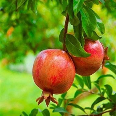 Sinduri Anar Plant Featured Image