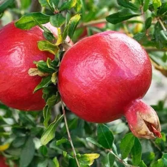Sinduri Anar Plant Featured Image