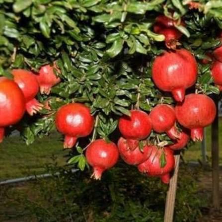Bhagwa Sinduri Anar Plant Featured Image