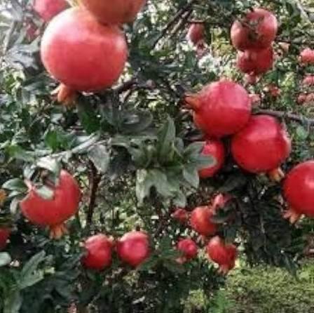 Bhagwa Sinduri Anar Plant Featured Image