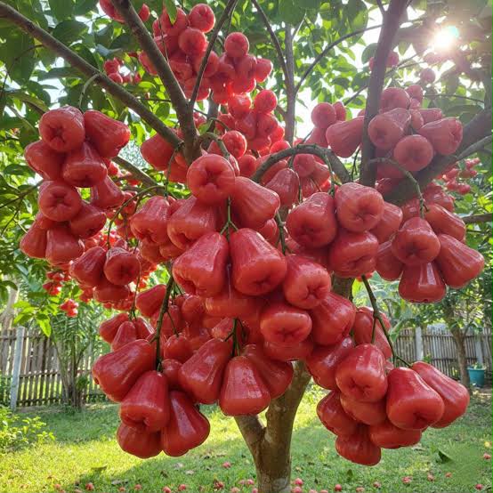 Jambo Rose Water Apple Featured Image