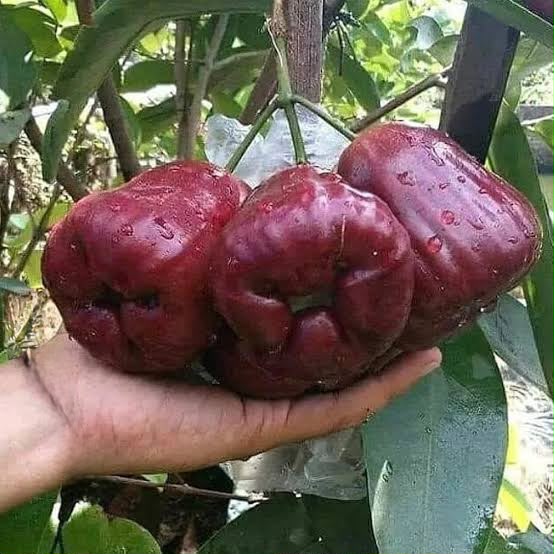 King Kong Water Apple Featured Image