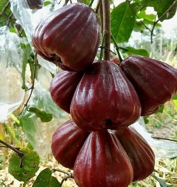King Kong Water Apple Featured Image