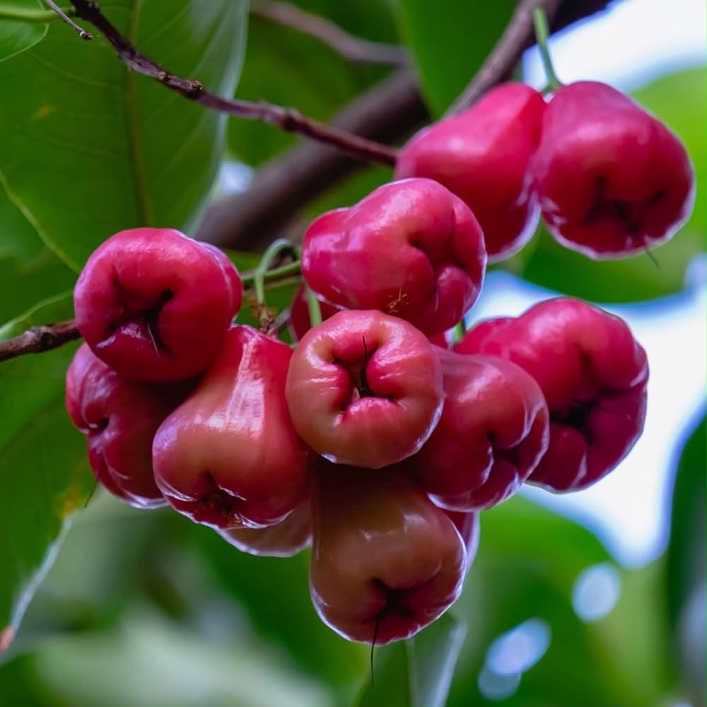 Red Water Apple Plant Featured Image