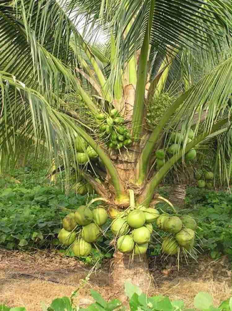 Vietnam Green Coconut Plant Featured Image