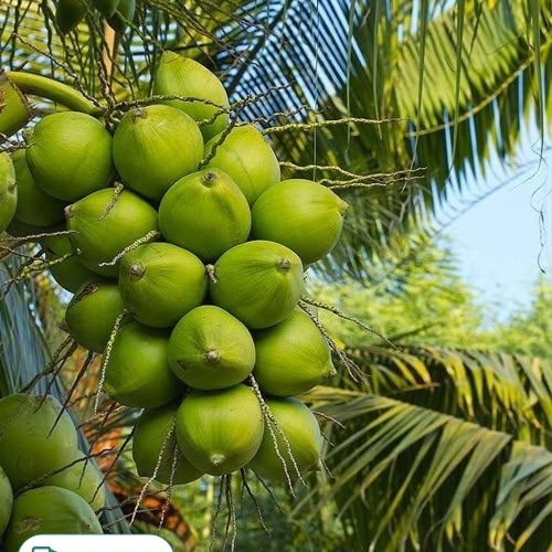 Vietnam Green Coconut Plant Featured Image