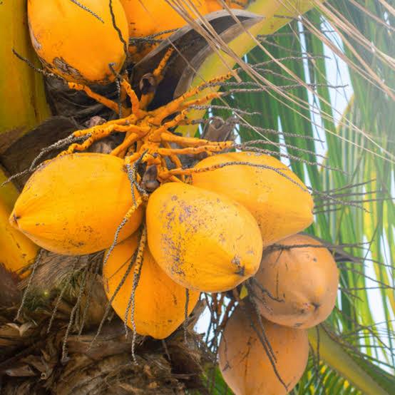 Karalyan Yellow Coconut Plant Featured Image