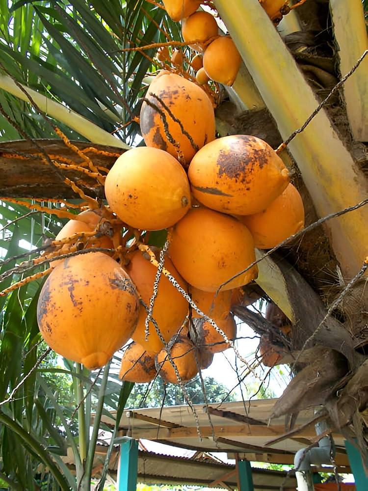 Karalyan Yellow Coconut Plant Featured Image