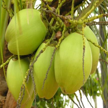 Malaysian Dwarf Coconut Plant Featured Image