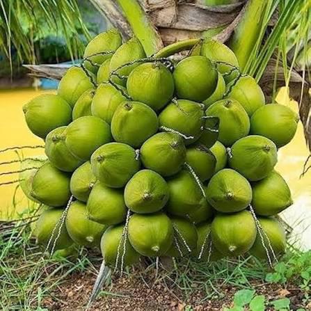 Malaysian Dwarf Coconut Plant Featured Image