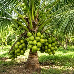 Gangabardhan Coconut Plant Featured Image