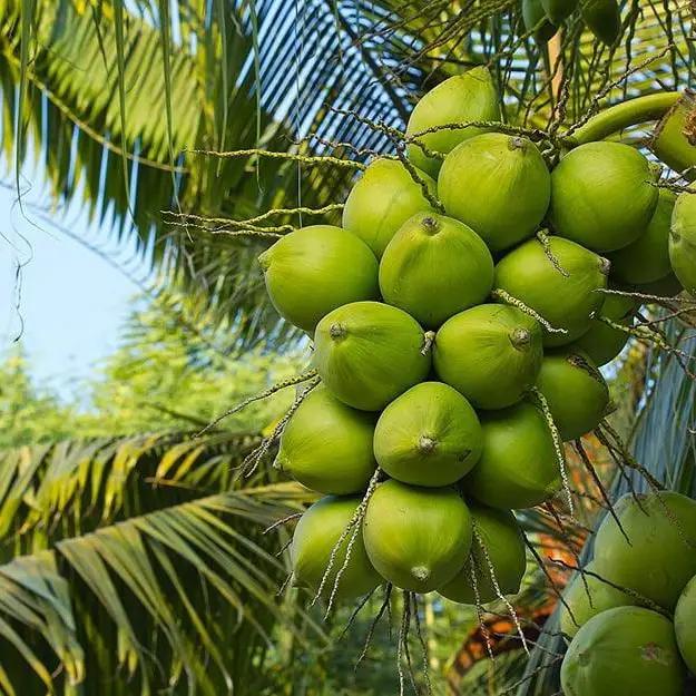Gangabardhan Coconut Plant Featured Image