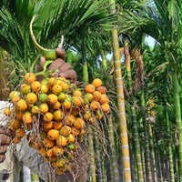 Sumangala Supari Plant Featured Image