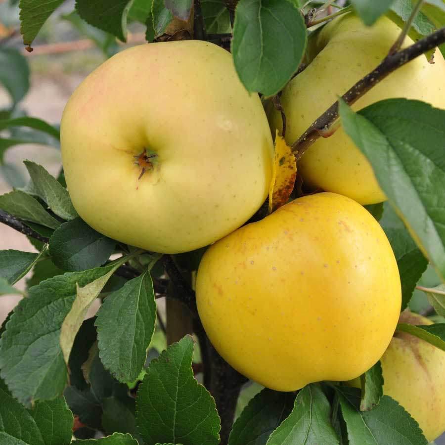 Golden Dorset Apple Plant Featured Image