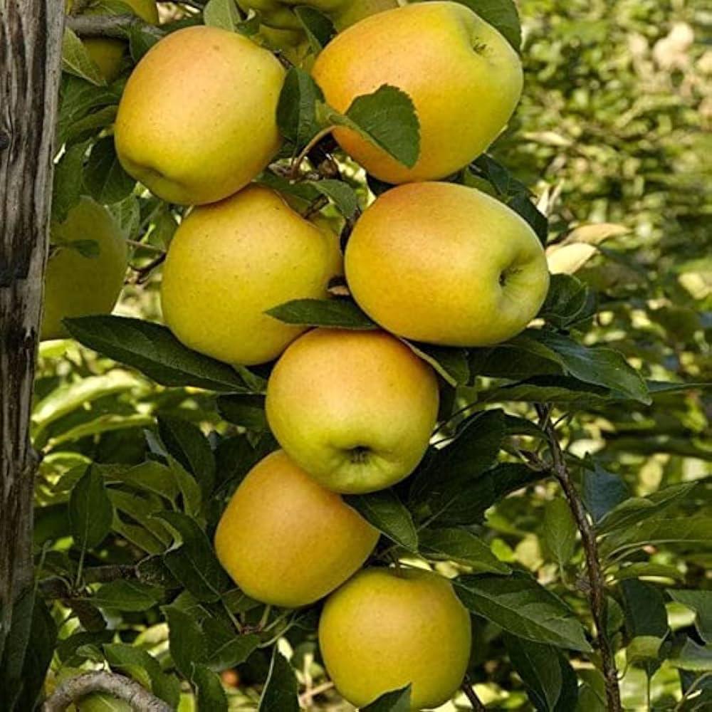 Golden Dorset Apple Plant Featured Image