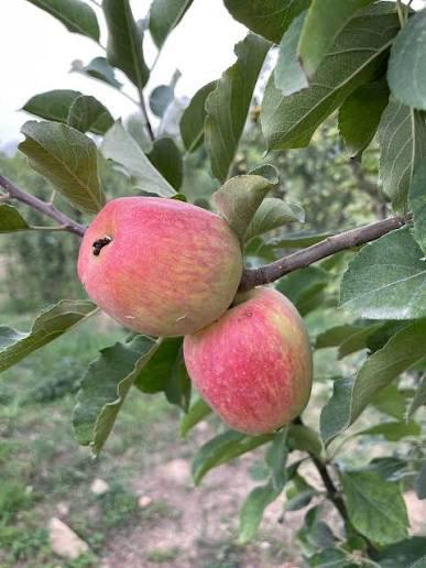 Anna Apple Plant Featured Image