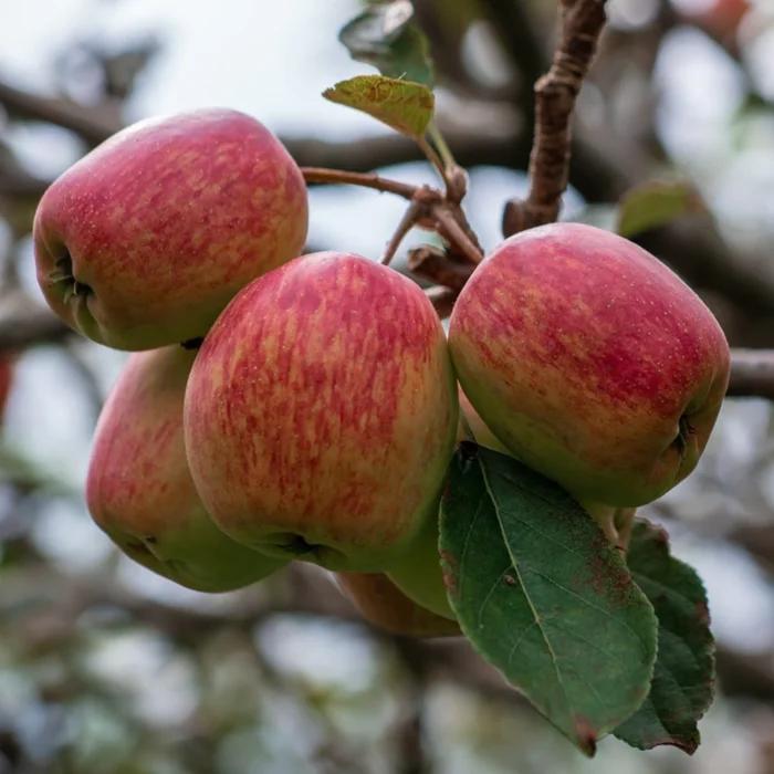 Anna Apple Plant Featured Image