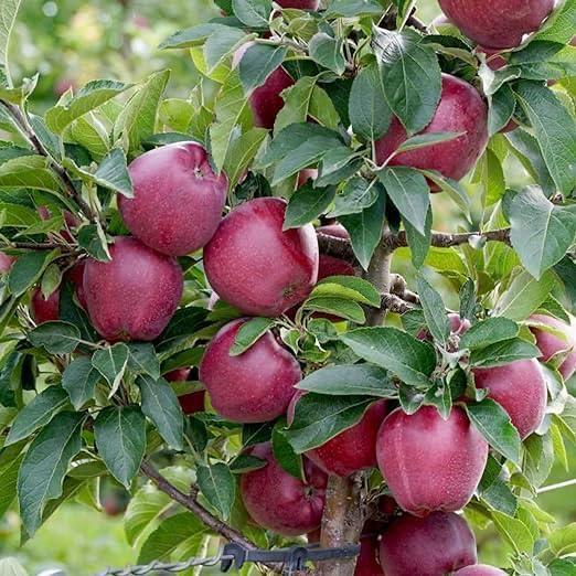 HRMN - 99 Apple Plant Featured Image