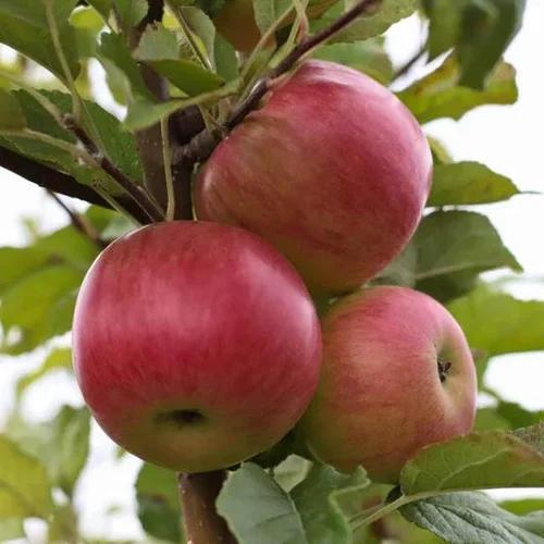 HRMN - 99 Apple Plant Featured Image
