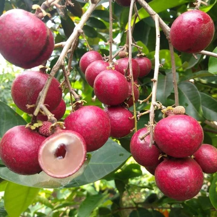 Ruby Longan Plant Featured Image