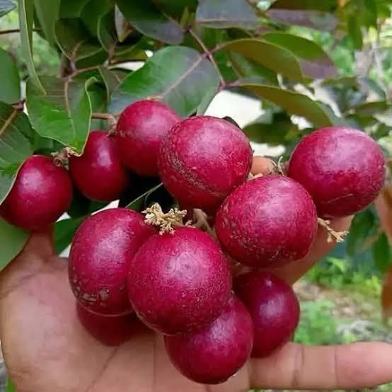 Ruby Longan Plant Featured Image