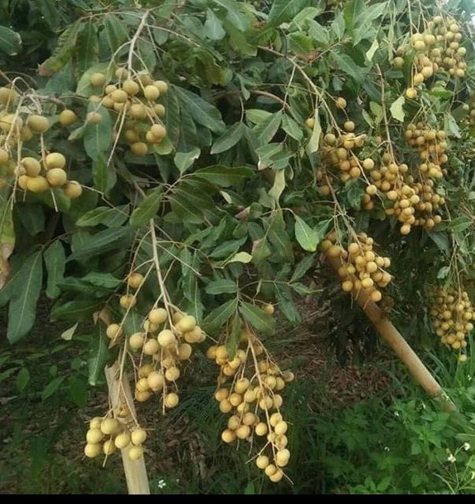 Vietnam Jambo Longan Plant Featured Image