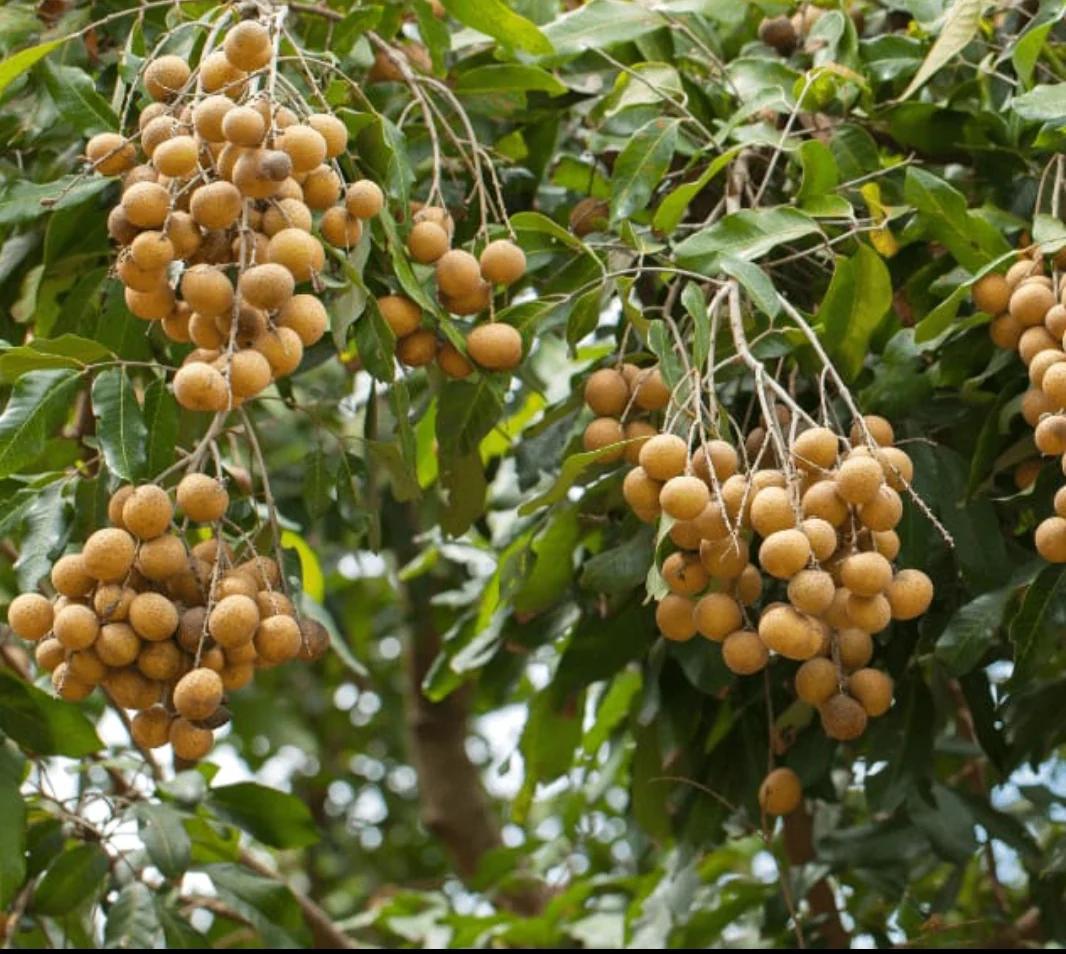Vietnam Jambo Longan Plant Featured Image