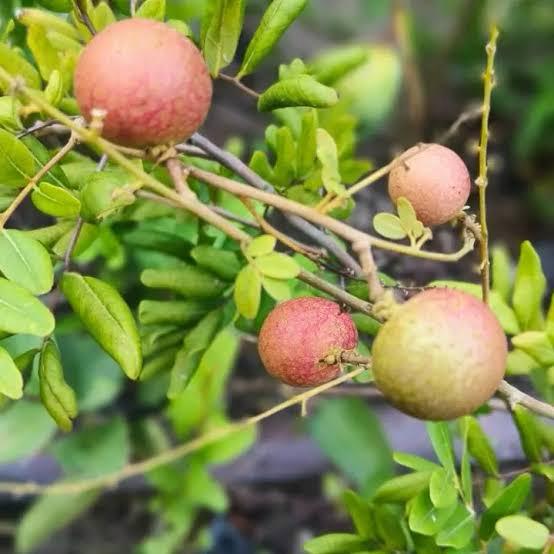 Ping-Pong Longan Plant Featured Image