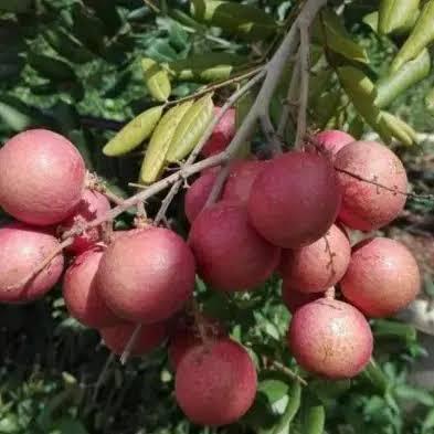 Ping-Pong Longan Plant Featured Image