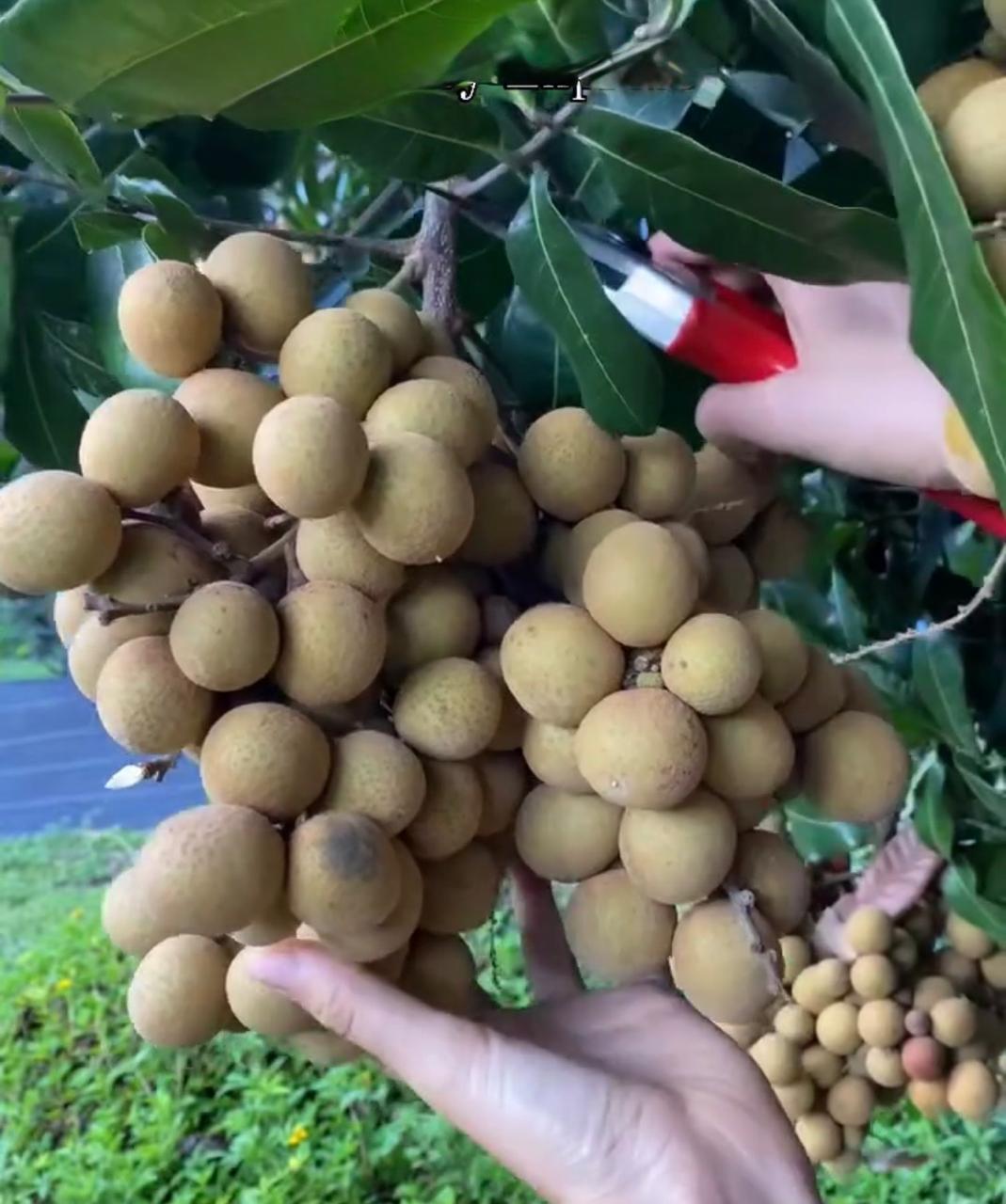 4 - Season Longan Plant Featured Image